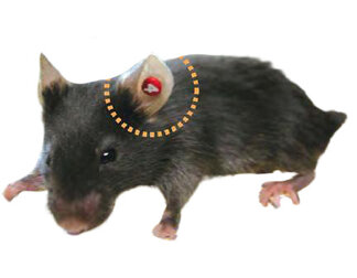 Product-image-Ear Tags, Mouse